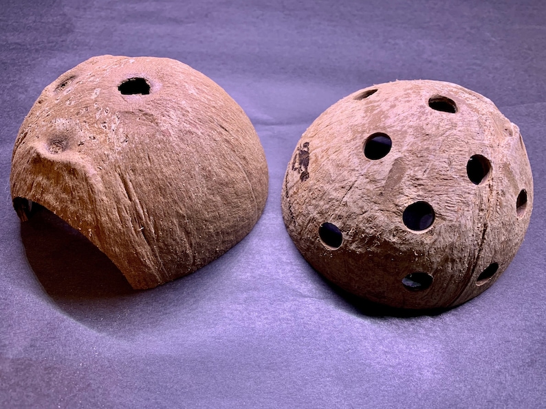 Natural Coconut Shells X2 ~ Shrimp Hide Cave, Pleco Shelter Aquarium ...