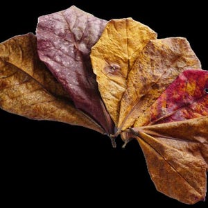Indian Almond Leaves Nano Size For Nano size tanks for Freshwater Shrimp, Betta Fish, Tropical Fish Aquariums & Terrariums , Free Shipping.