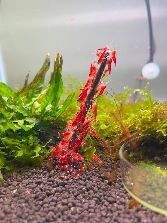 17 Shrimp Lollies - All in One Lollies Nano 4'' - Food For Shrimp Invertebrates Aquarium Free Shipping