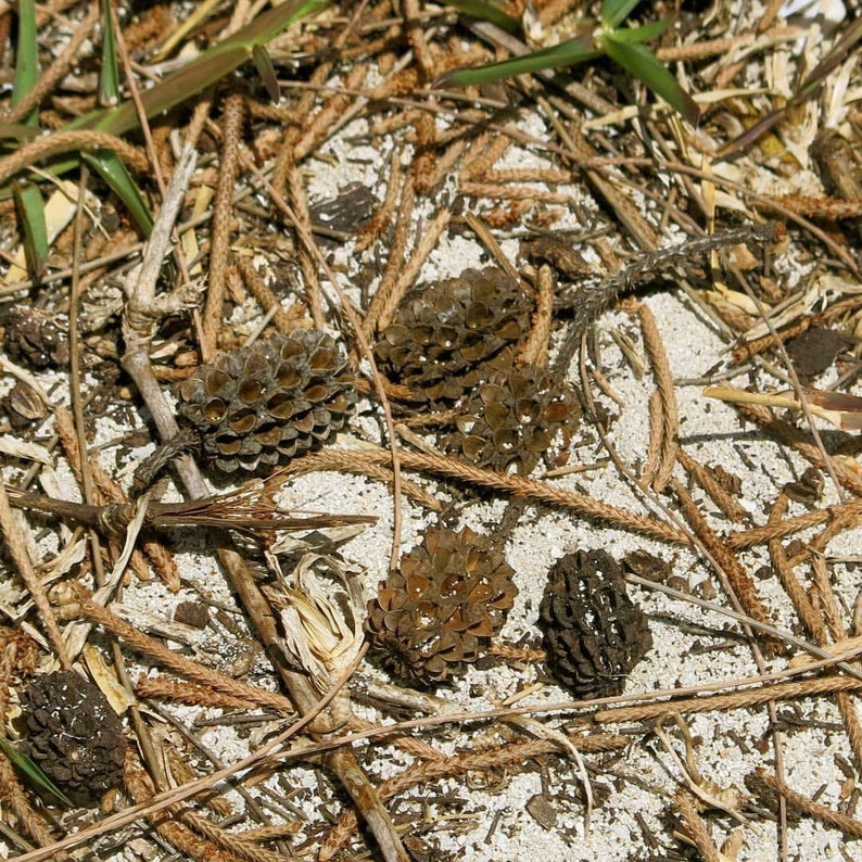 May include: Close-up of brown pine cones on a bed of white sand and brown pine needles.