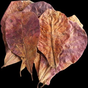 Indian Almond Leaves 8&quot;-10&quot; Large for Freshwater Shrimp, Betta Fish, Tropical Fish Aquariums & Terrariums , Free Shipping.