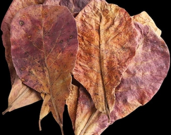 Indian Almond Leaves 8"-10" Large for Freshwater Shrimp, Betta Fish, Tropical Fish Aquariums & Terrariums , Free Shipping.
