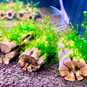 x1 Nano Subwassertang moss on 3&#39;&#39; Cholla Wood - Shrimp Hideout & Betta Aquarium Decor.