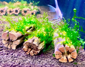 x1 Nano Subwassertang moss on 3'' Cholla Wood - Shrimp Hideout & Betta Aquarium Decor.
