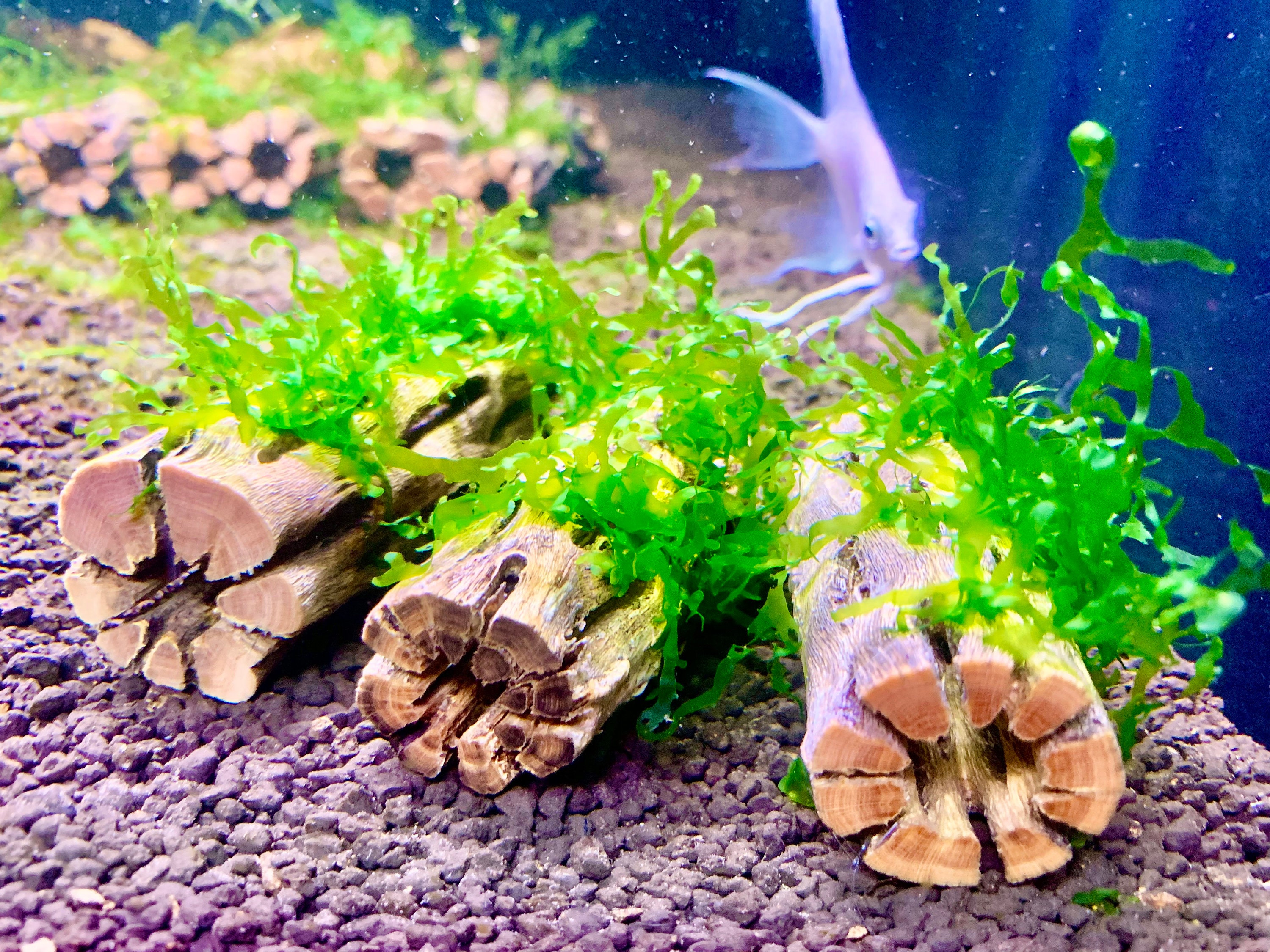 3 Nano Subwassertang Moss on 3'' Cholla Wood - Shrimp Hideout & Betta Aquarium Decor. - Etsy