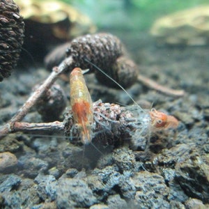 May include: Close-up of a freshwater aquarium scene featuring a vibrant orange and translucent shrimp. The shrimp is perched on a brown, textured branch, surrounded by dark, rocky substrate and a few pine cones. The scene is well-lit, highlighting the shrimp's details.