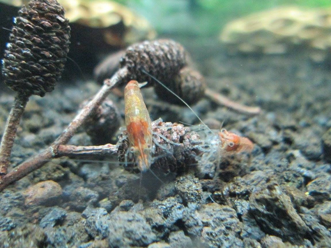 thumbnail image 2 of Alder Cones For Shrimp Betta Fish Aquarium Promotes 2 of 14