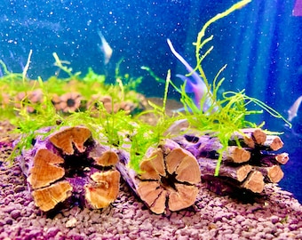 x1 Java Moss on 3'' Nano Cholla Wood - Shrimp Hideout & Betta Aquarium Decor.