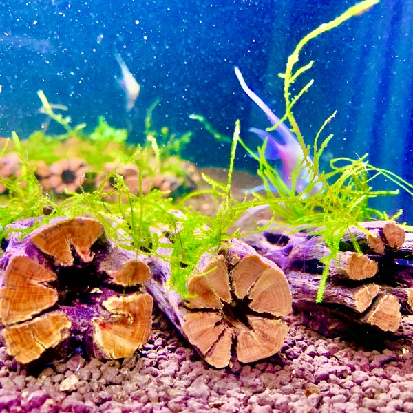 3 Java Moss on 3'' Nano Cholla Wood - Shrimp Hideout & Betta Aquarium Decor.