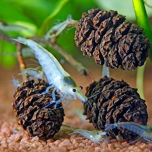 May include: A close-up of several small, translucent shrimp with dark eyes and antennae. They are near brown, textured pine cones, with green plants in the background. The shrimp are in an aquatic environment, possibly an aquarium.