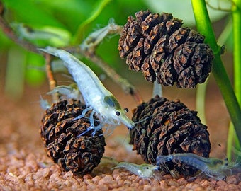 Alder Cones For Shrimp, Betta fish Aquarium Promotes Breeding Invertebrates Tannin ~ Water Conditioner Promotes Breeding, Free Shipping.