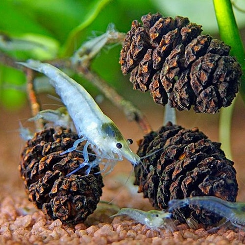 thumbnail image 2 of Alder Cones For Shrimp Betta Fish Aquarium Promotes 2 of 14