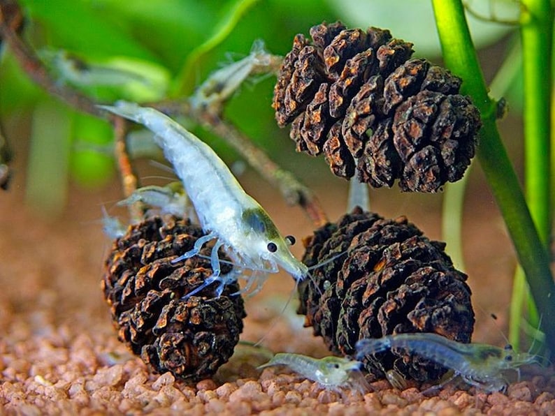 May include: A close-up of several small, translucent shrimp with dark eyes and antennae. They are near brown, textured pine cones, with green plants in the background. The shrimp are in an aquatic environment, possibly an aquarium.