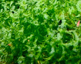 Subwassertang -Pellia Moss Rare Aquatic Moss Live Aquarium Freshwater Plants,Live Guarantee.