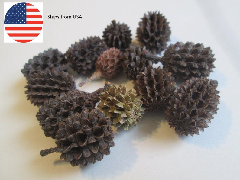 May include: A collection of brown, spiky, dried pine cones. The cones are arranged in a circle on a white surface.