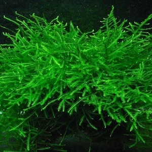 May include: A vibrant green aquatic plant, likely moss, with a dense, textured appearance. The plant has numerous thin, needle-like leaves, creating a full, bushy form. The background is dark, highlighting the bright green color of the plant.