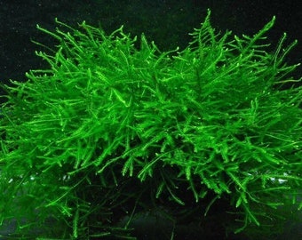 Java Moss - Aquatic Moss Live Aquarium Freshwater Plants, Live Guarantee.