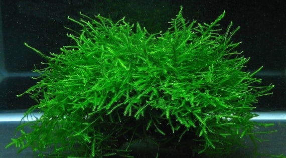 Java Moss Aquatic Moss Live Aquarium Freshwater Plants, Live Guarantee. 