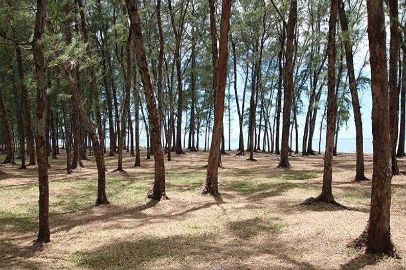 May include: A view of a forest of tall, slender trees with a glimpse of a blue sky and water in the distance.