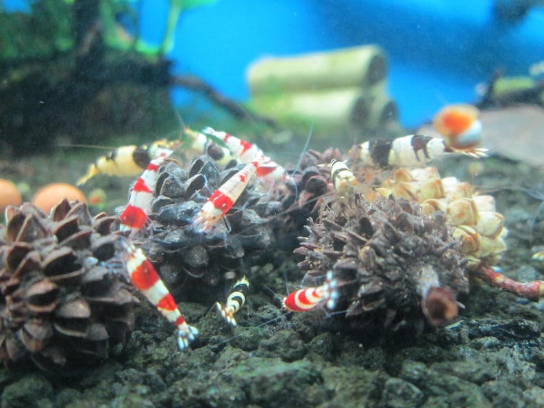 May include: Close-up of a group of red, white, and black shrimp on a bed of brown pinecones. The shrimp are arranged in a cluster, with their tails curled up.