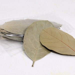 Jackfruit Leaves for Freshwater Shrimp, Betta Fish, Tropical Fish Aquariums & Terrariums , Free Shipping.