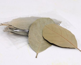 Jackfruit Leaves for Freshwater Shrimp, Betta Fish, Tropical Fish Aquariums & Terrariums , Free Shipping.