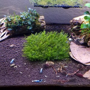 May include: An aquarium scene featuring a dark substrate, driftwood, and vibrant green plants. Several small, blue shrimp are scattered throughout the tank. The setup includes a patch of moss and dried leaves, creating a natural aquatic environment.