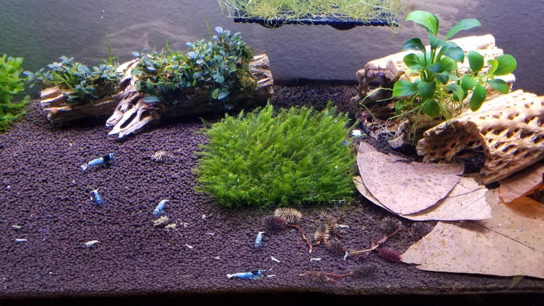 May include: An aquarium scene featuring a dark substrate, driftwood, and vibrant green plants. Several small, blue shrimp are scattered throughout the tank. The setup includes a patch of moss and dried leaves, creating a natural aquatic environment.