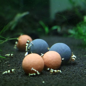 May include: Five round aquarium decorations, two are gray and three are terracotta orange. The decorations are on a bed of black gravel with small white and black shrimp swimming around them.