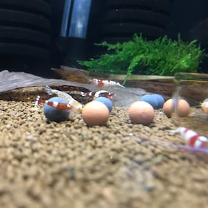 May include: A close-up of a tank with several small shrimp swimming around various colored round stones. The shrimp are white with red and black markings.