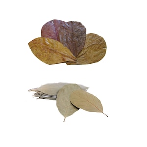 Indian Almond Leaves + Jackfruit Leaves for Freshwater Shrimp, Betta Fish, Tropical Fish Aquariums & Terrariums , Free Shipping.