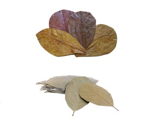 Indian Almond Leaves + Jackfruit Leaves for Freshwater Shrimp, Betta Fish, Tropical Fish Aquariums & Terrariums , Free Shipping.