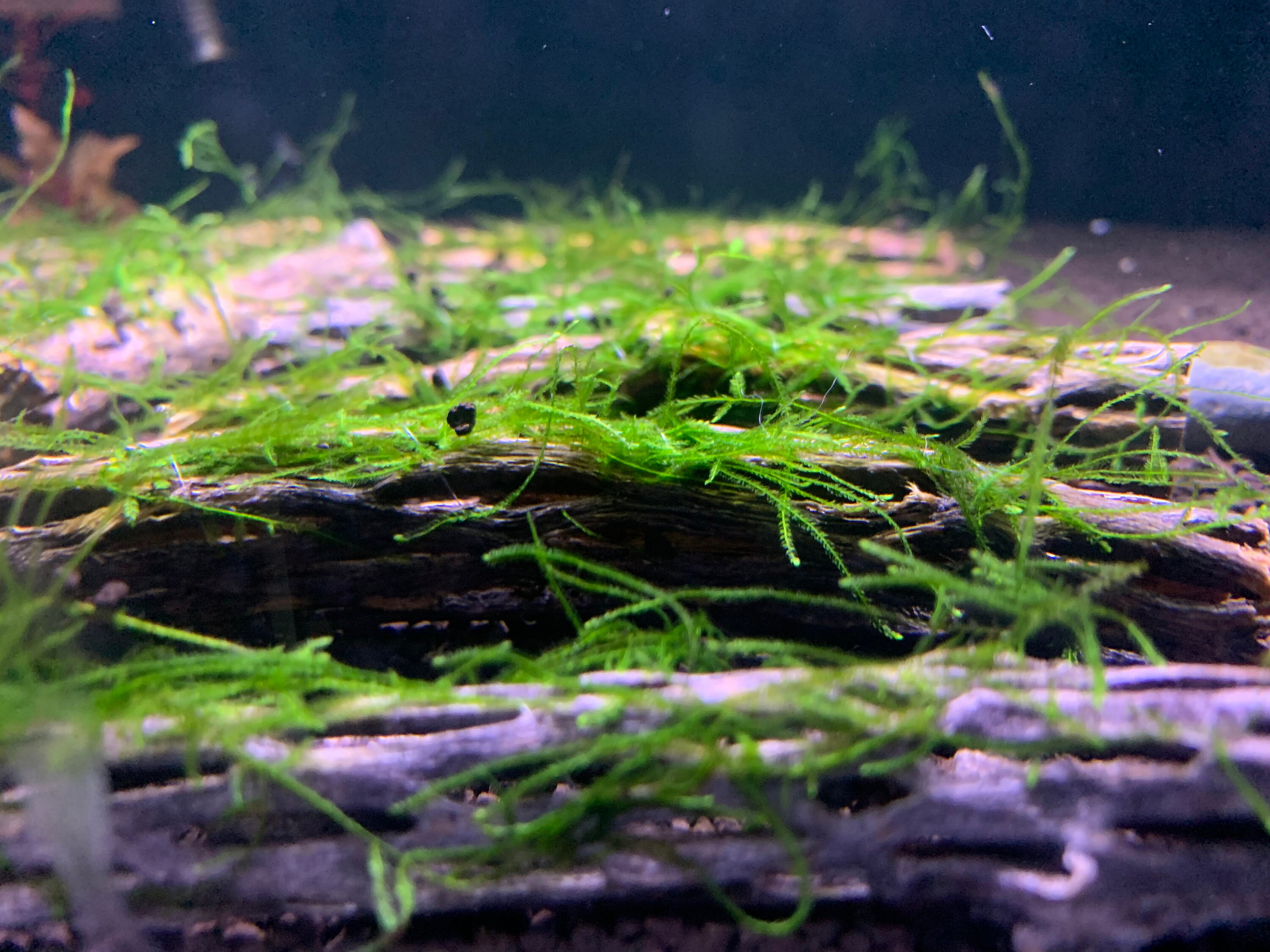 Java Moss Shrimp X2 Java Moss on Cholla Wood - Shrimp Hideout & Betta Aquarium Decor. - Etsy