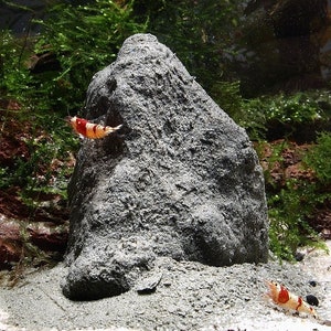 May include: Two small red and white striped shrimp positioned near a large, textured gray rock. One shrimp is clinging to the side of the rock, while the other rests on the light-colored sandy substrate surrounded by green aquatic plants.