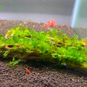 x2 Subwassertang moss on Cholla Wood - Shrimp Hideout & Betta Aquarium Decor.