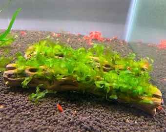 x2 Subwassertang moss on Cholla Wood - Shrimp Hideout & Betta Aquarium Decor.