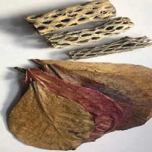 May include: A collection of dried leaves and pieces of cactus wood. The leaves are brown and have a reddish hue. The cactus wood is light brown and has a porous texture.
