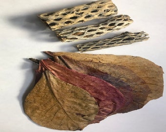 Nano Indian Almond Leaves x5, Cholla Wood Nano x3 for Freshwater Shrimp, Betta Fish, Free Shipping.