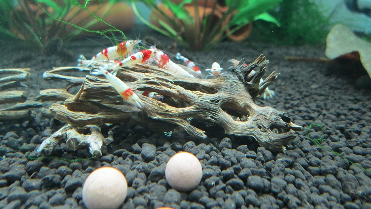 Cholla Wood Scraps Cholla Cactus Wood Natural Aquarium Decor Etsy