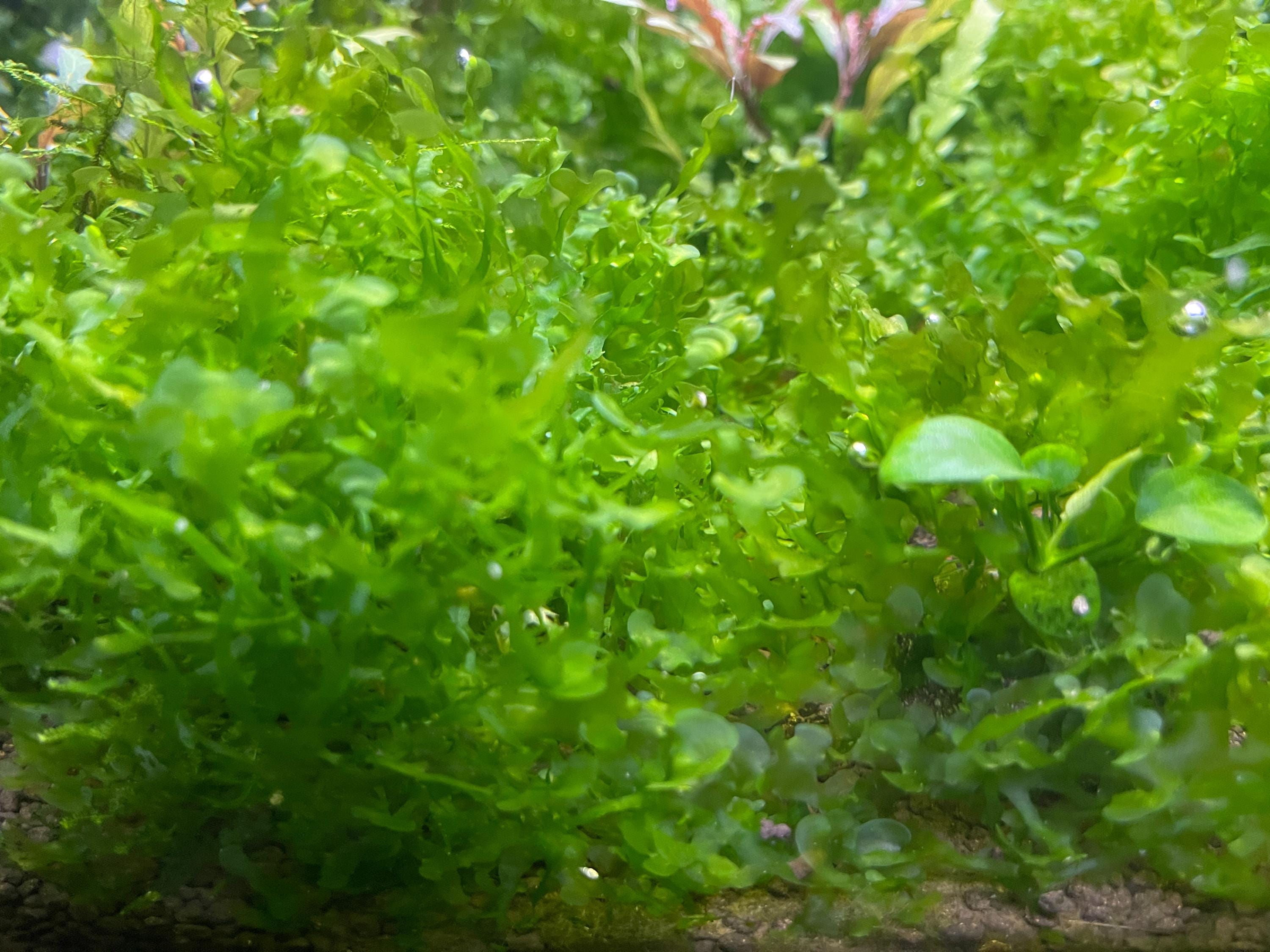 Subwassertang -Pellia Moss Rare Aquatic Moss Live Aquarium Freshwater Plants,Live Guarantee.