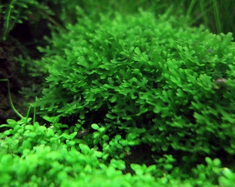 Subwassertang -Pellia Moss Rare Aquatic Moss Live Aquarium Freshwater Plants,Live Guarantee.