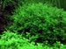 Subwassertang -Pellia Moss Rare Aquatic Moss Live Aquarium Freshwater Plants, Free Shipping Live Guarantee.