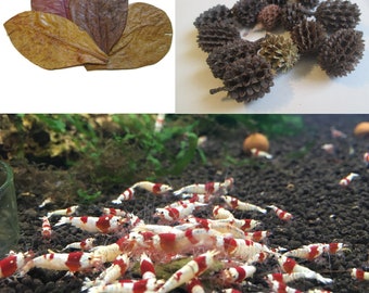 10 Indian Almond Leaves & 25 Filao Cones Package for Freshwater Shrimp, Betta Fish, Tropical Fish Aquariums, Free Shipping.