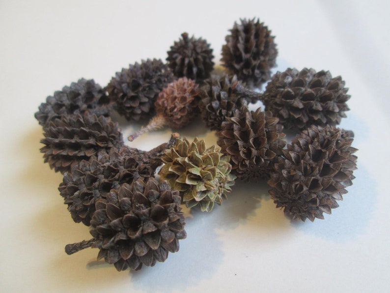 May include: A collection of brown and green pinecones, some with a more textured surface than others.