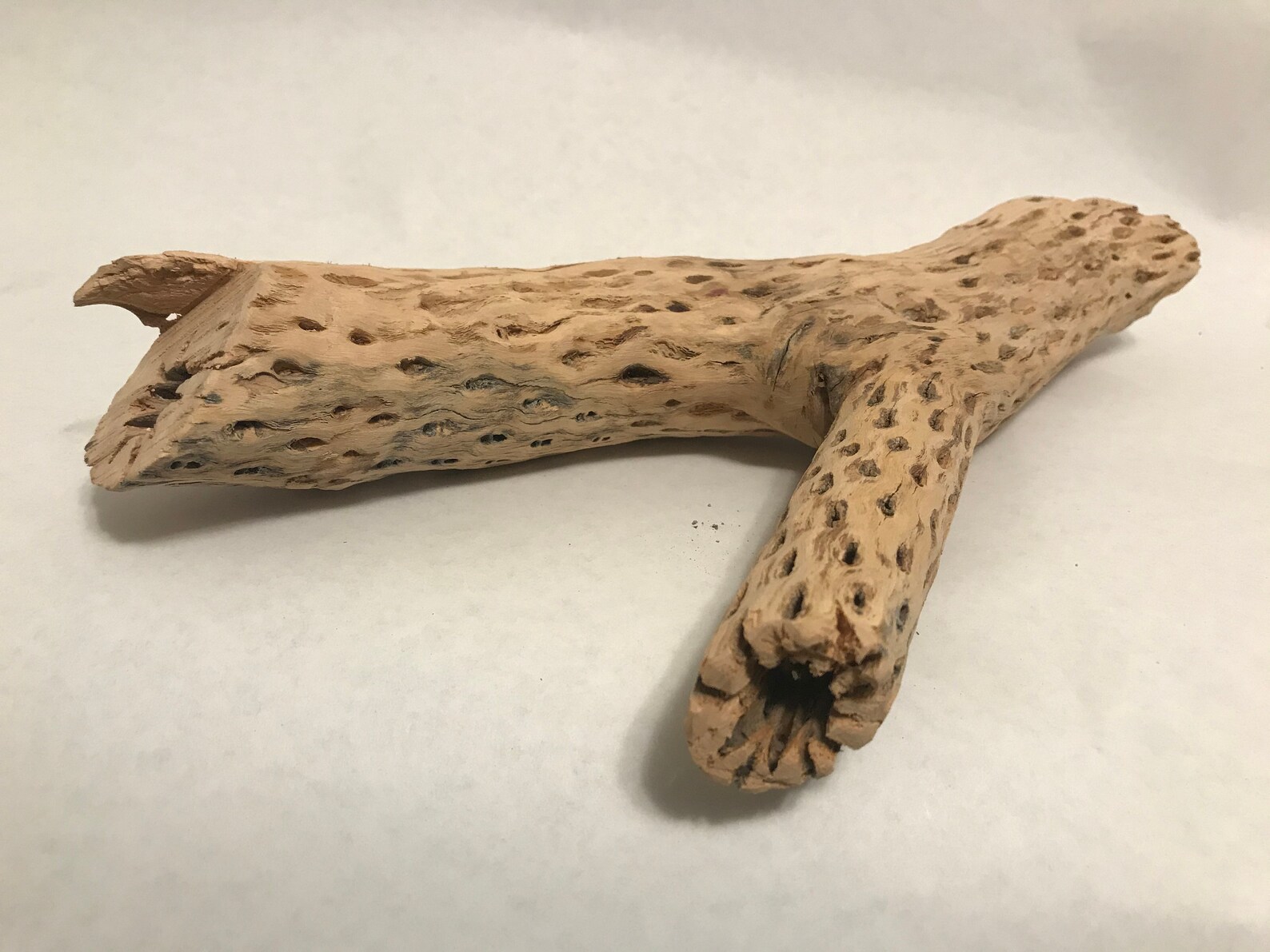 Unique Cholla Wood Piece X1 Cactus Wood Natural Aquarium Decor Etsy