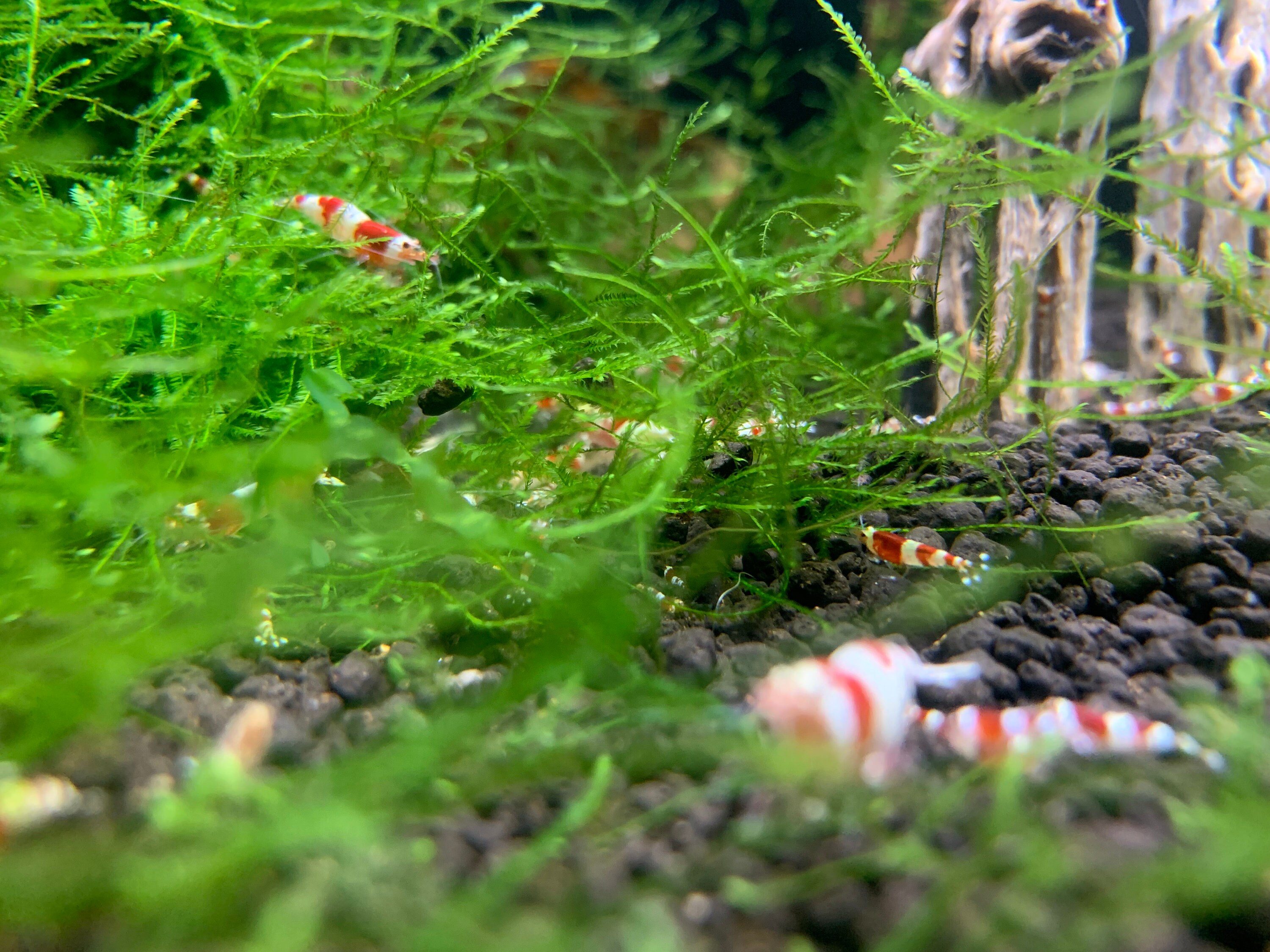 Live Java Moss Java Moss - Aquatic Moss Live Aquarium Freshwater Plants, Live ...