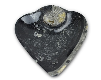 Love heart Shaped Carved Black Dish/Soap Holder/Desk Tidy with Ammonoids and Orthoceras Fossils L17 W14 H2 Cm