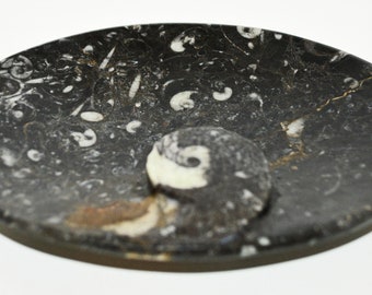 Oval Shaped Carved Black Dish/Soap Holder/Desk Tidy with Ammonoids and Orthoceras Fossils L15 W10 H2 Cm