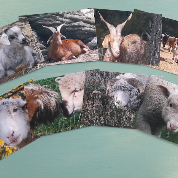 Cartes postales des animaux de notre ferme