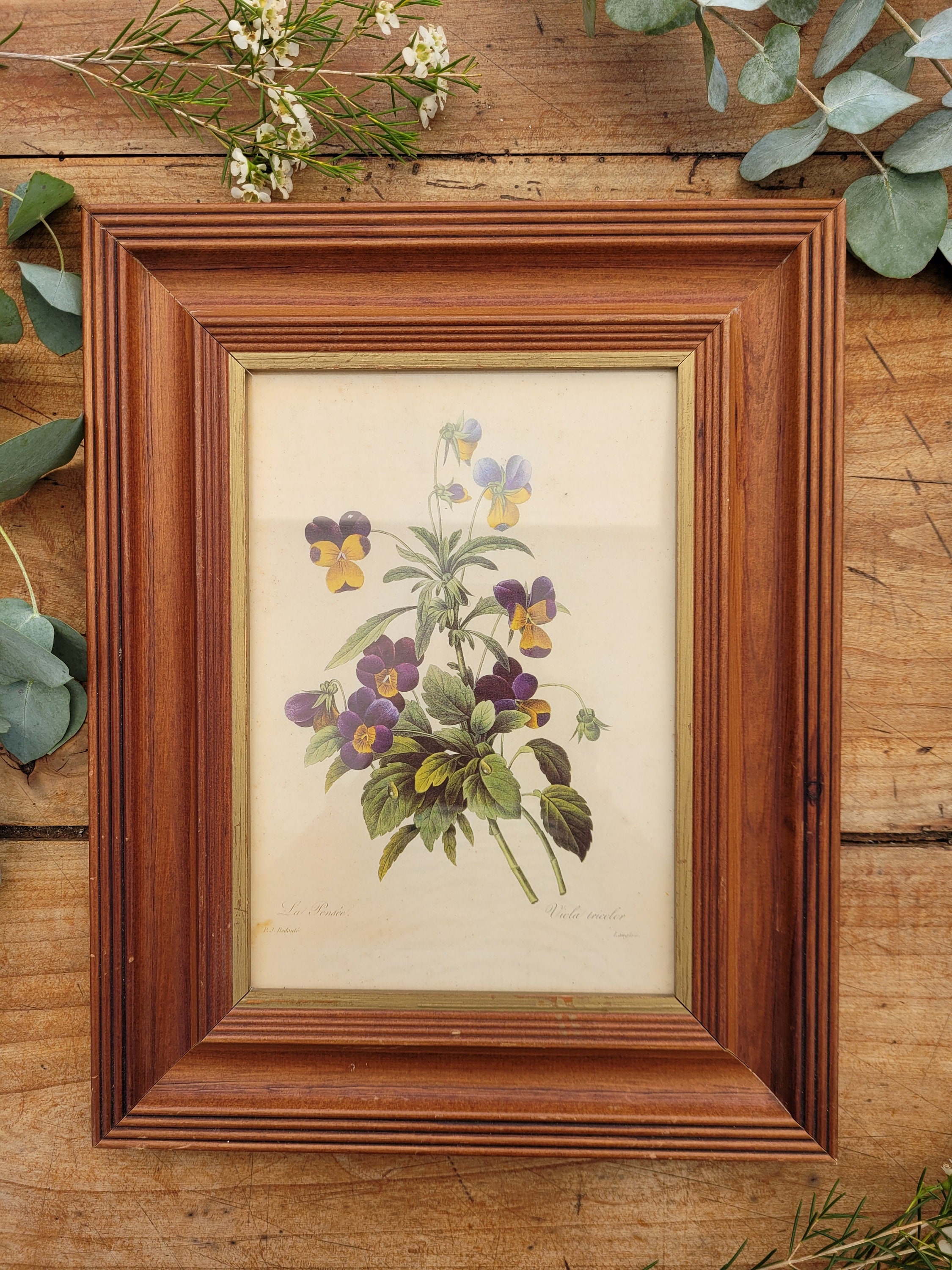 Affiche Gravure Botanique Vintage Encadrée